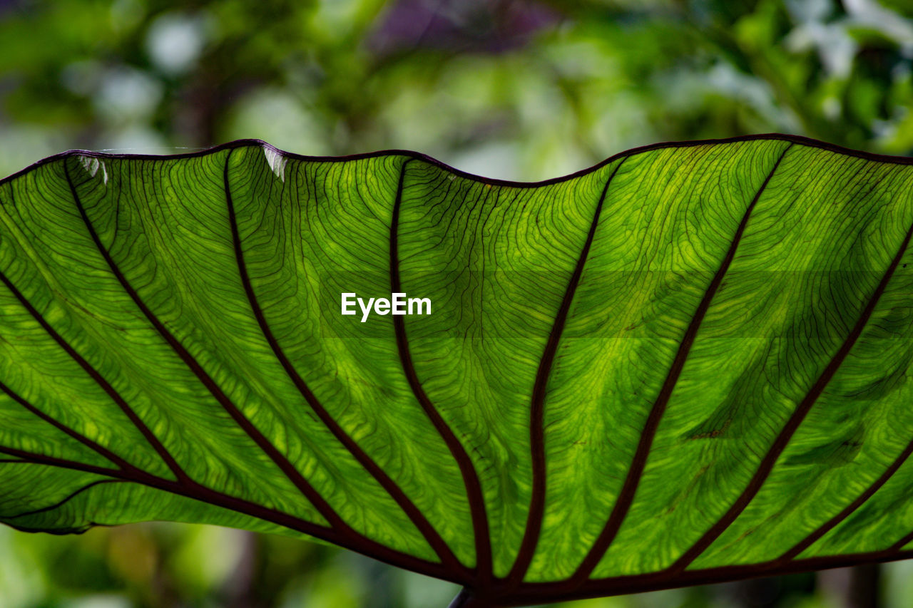 CLOSE-UP OF LEAF ON PALM TREE