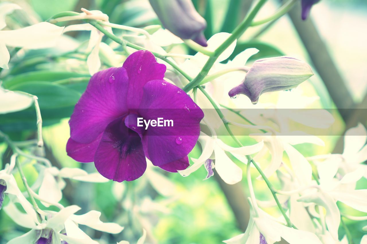 CLOSE-UP OF PURPLE FLOWER PLANT