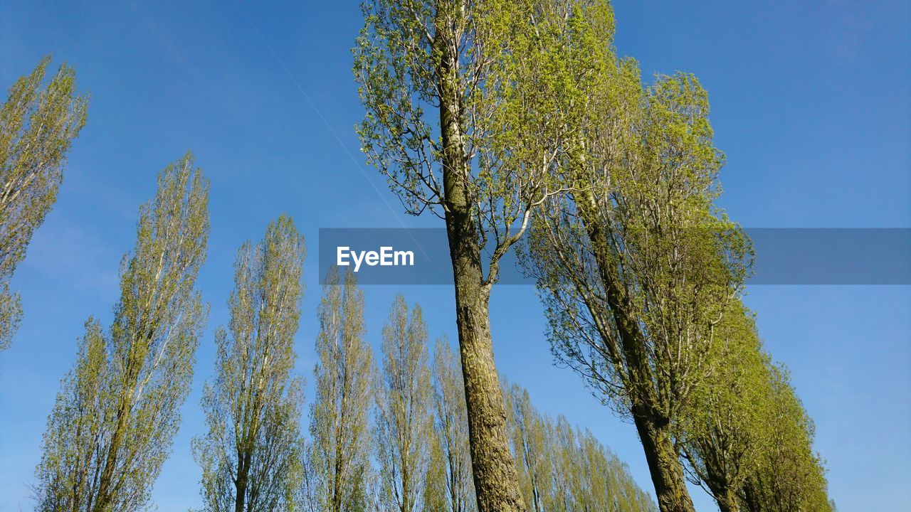 LOW ANGLE VIEW OF TREES AGAINST CLEAR BLUE SKY