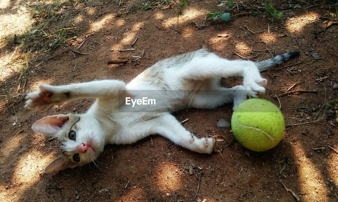 High angle view of cat playing with a ball