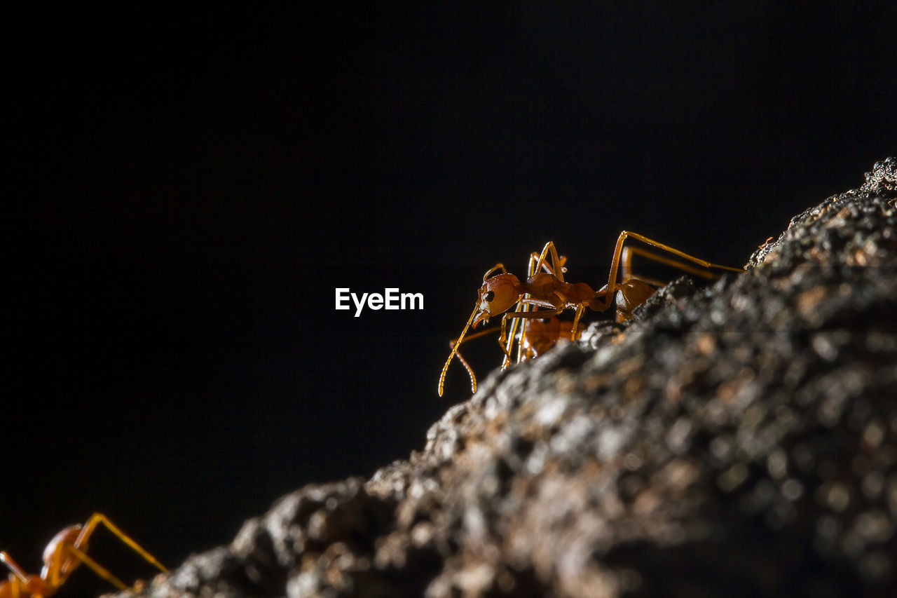Close-up of ant on rock