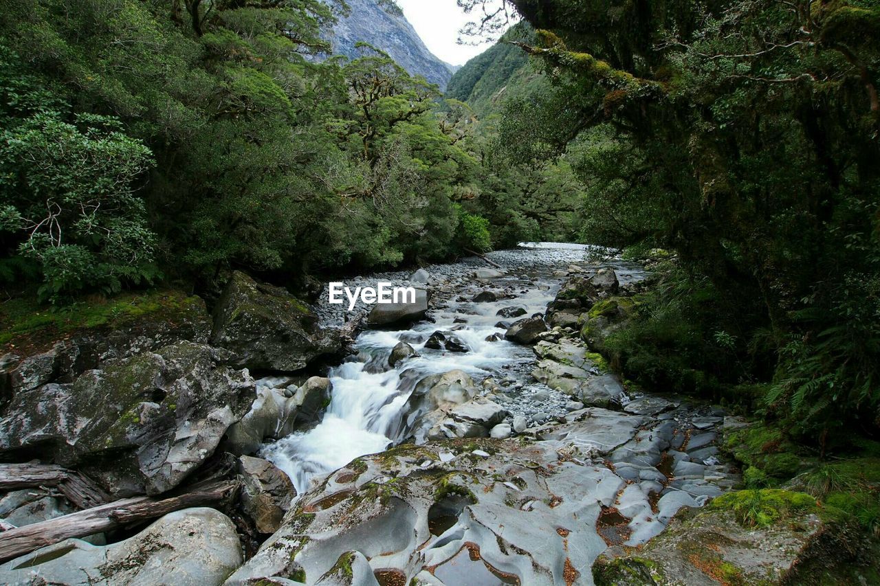 Forest stream along plants