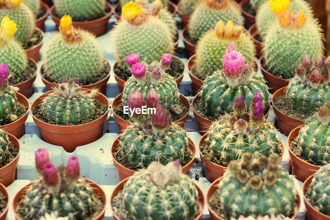 Full frame shot of barrel cactus plants in pots