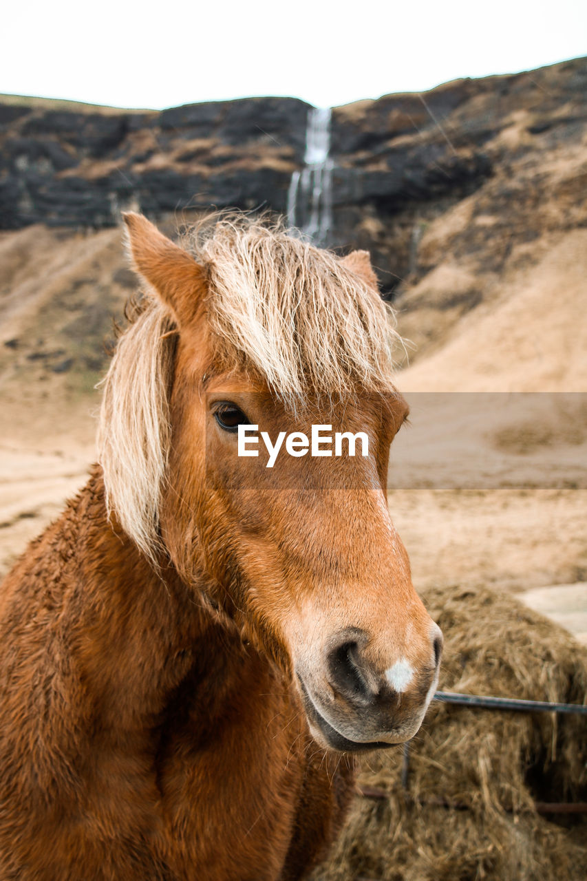 Portrait of icelandic horse with waterfall in the background