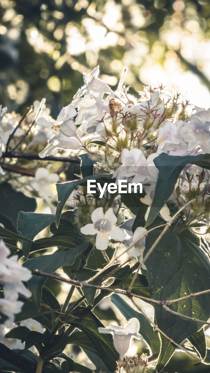 CLOSE-UP OF WHITE FLOWERING PLANT ON BRANCH