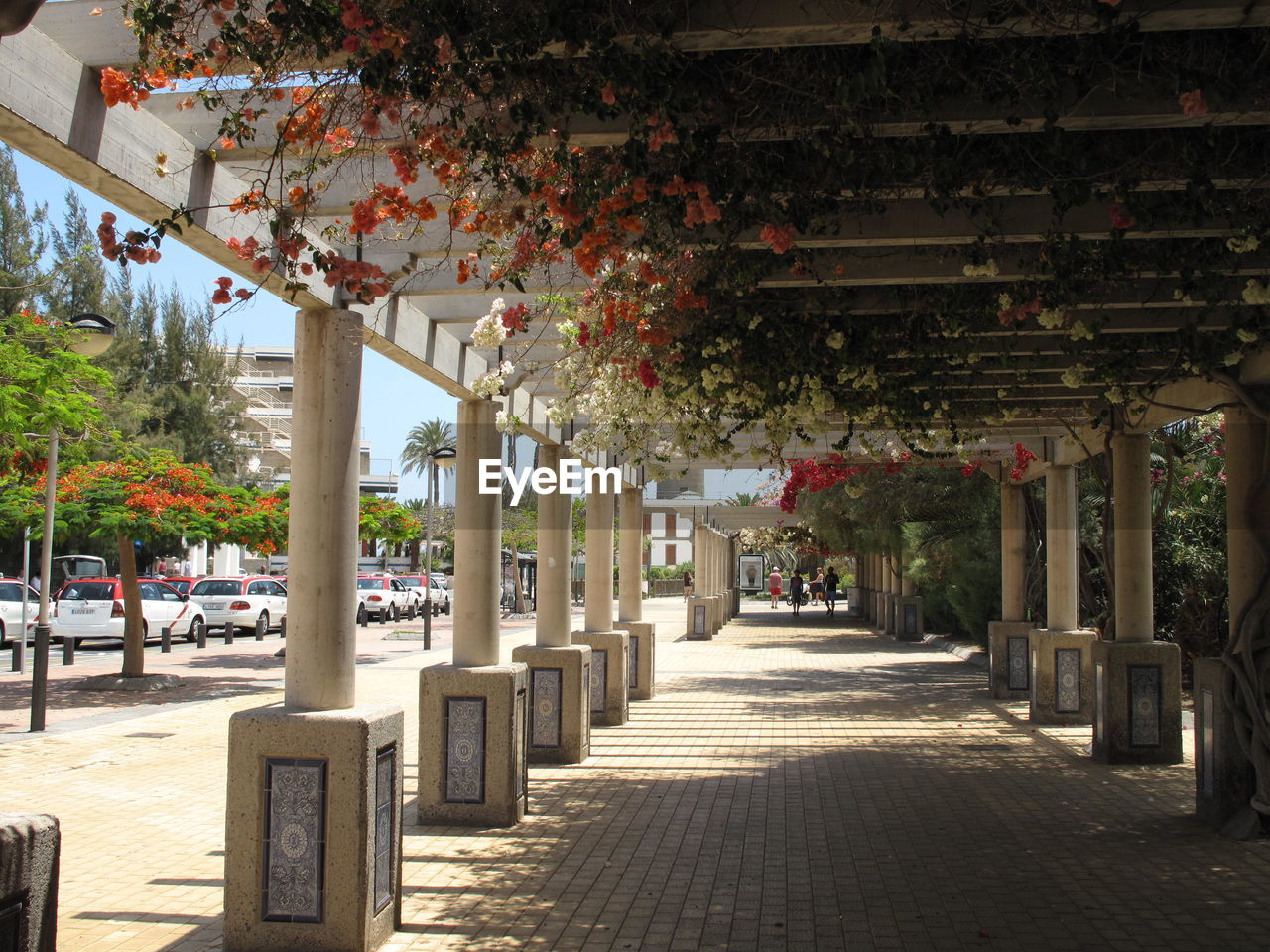 Creepers hanging on covered walkway