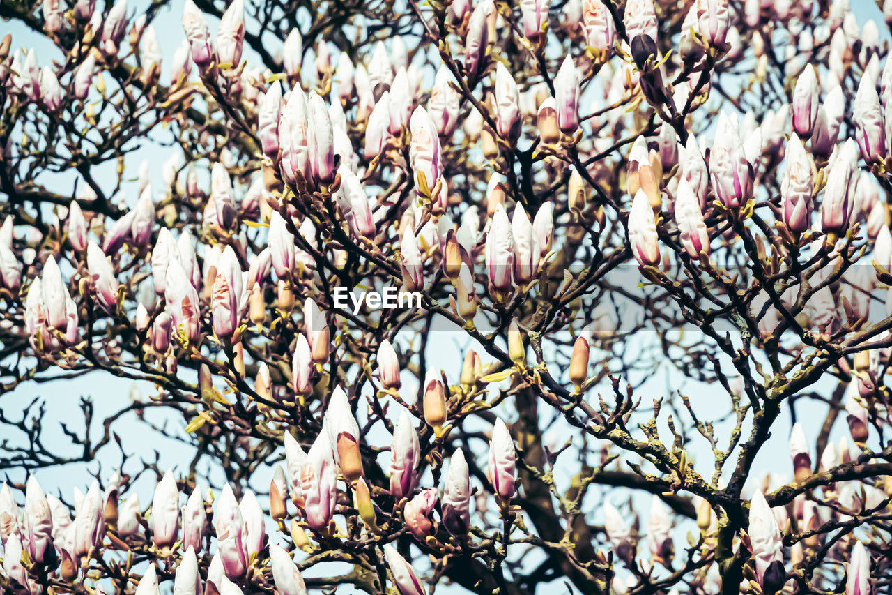 plant, tree, branch, growth, low angle view, flower, beauty in nature, flowering plant, blossom, freshness, no people, fragility, spring, nature, day, full frame, magnolia, springtime, backgrounds, cherry blossom, sky, outdoors, pink, close-up, abundance