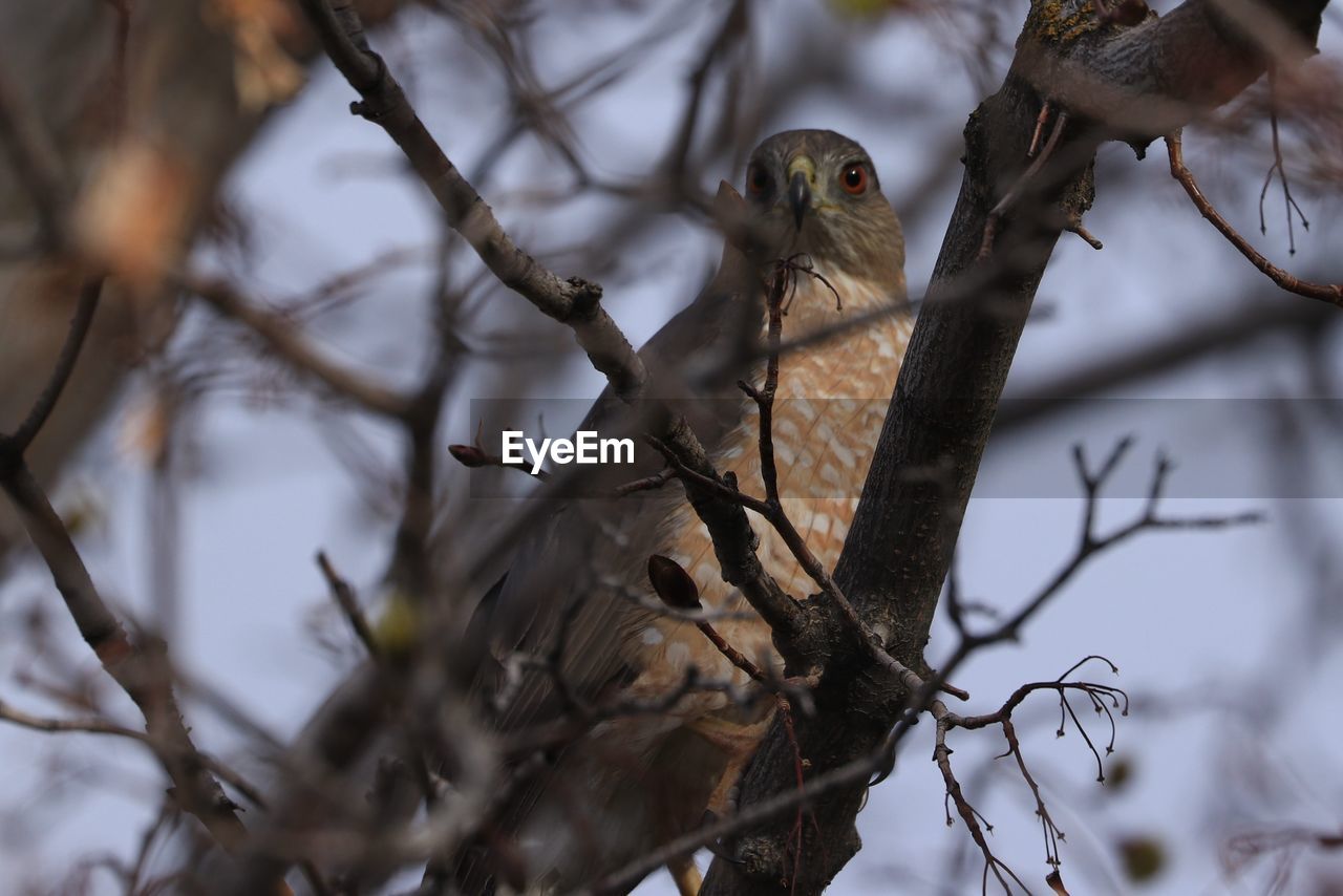 LOW ANGLE VIEW OF A BIRD PERCHING ON BRANCH