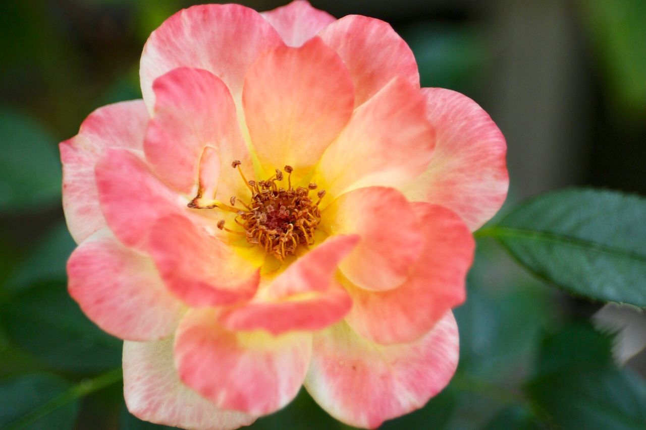 CLOSE-UP OF PINK ROSE