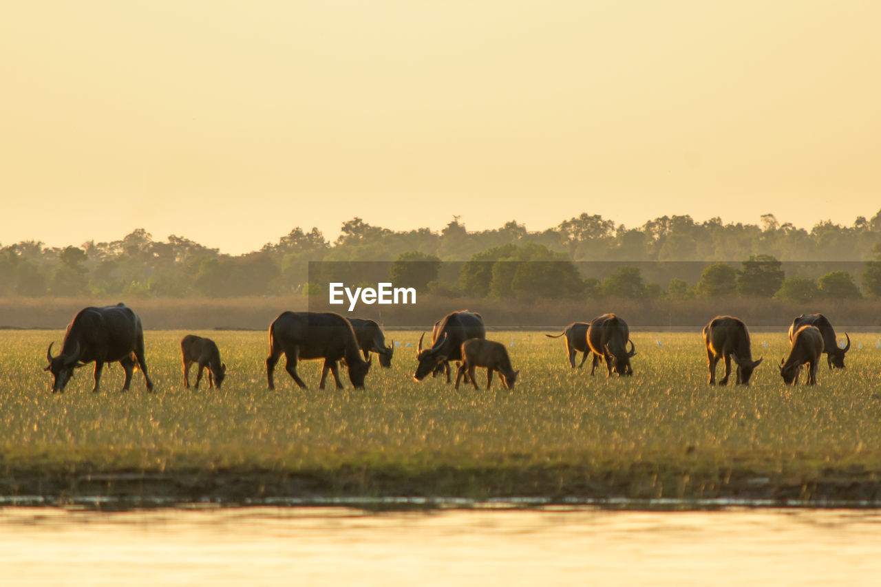 HORSES STANDING IN FIELD AGAINST CLEAR SKY