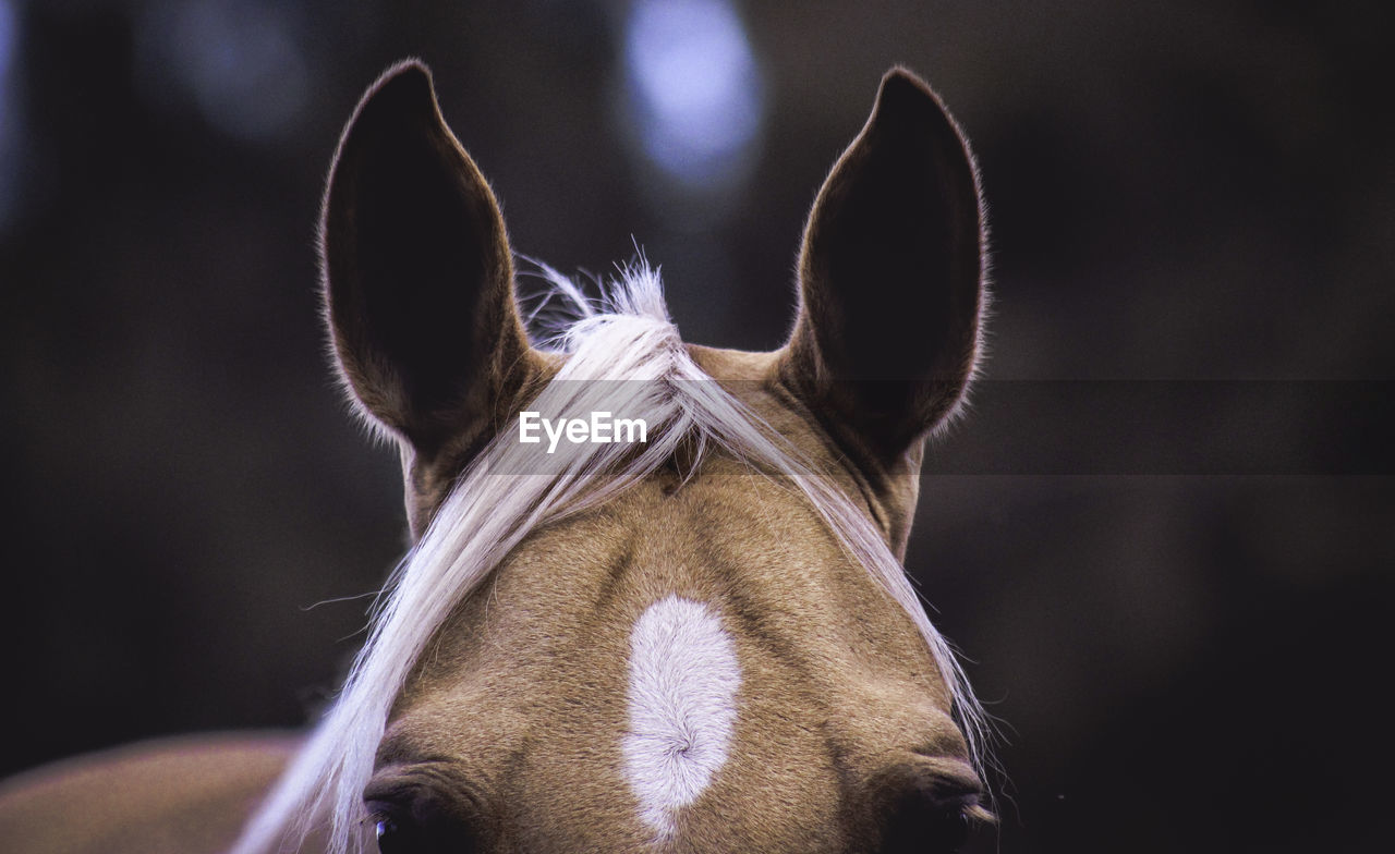 Close-up portrait of horse