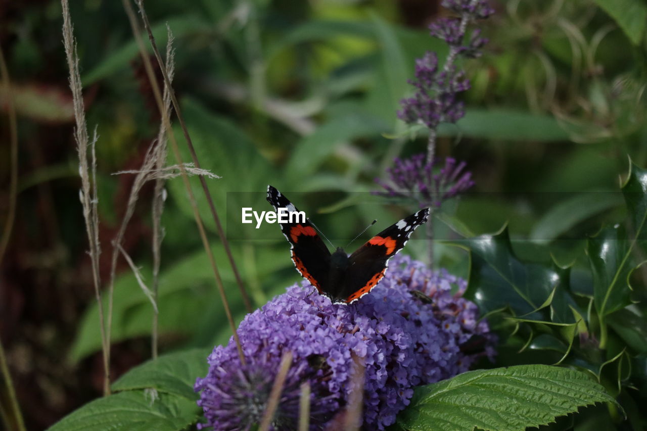 Butterfly pollinating on purple flower