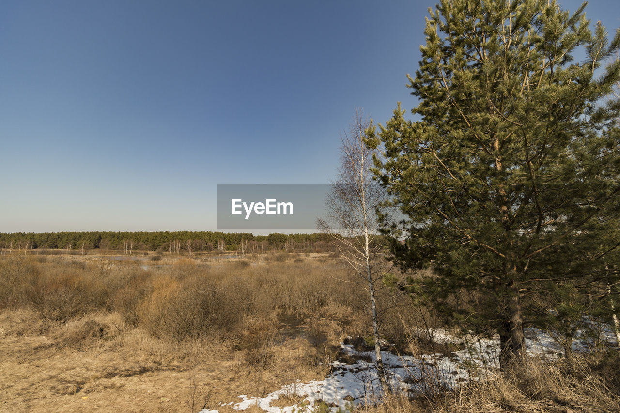 Trees on field against clear sky during winter