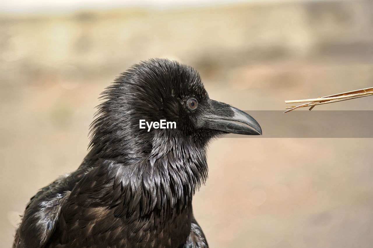 CLOSE-UP SIDE VIEW OF A BIRD