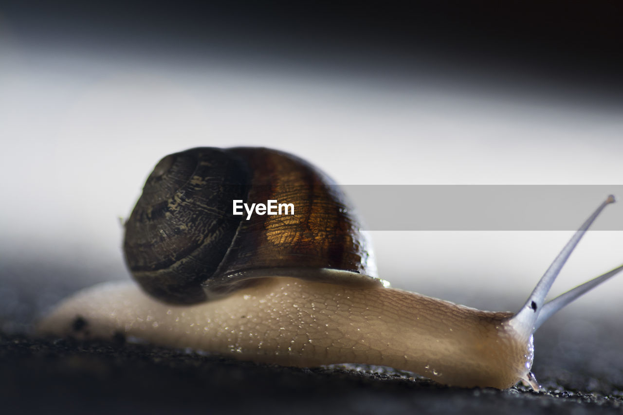 CLOSE-UP OF SNAIL ON LEAF