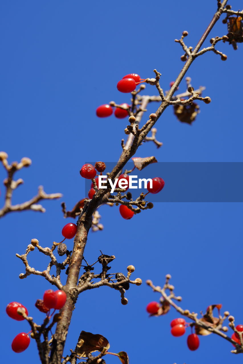 fruit, flower, branch, sky, food and drink, tree, nature, blossom, food, healthy eating, plant, blue, red, clear sky, no people, rose hip, freshness, berry, low angle view, outdoors, beauty in nature, sunny, spring, growth, day, leaf, produce, persimmon