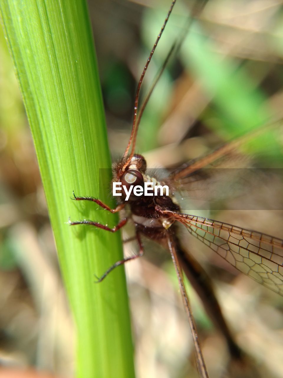 CLOSE-UP OF INSECT