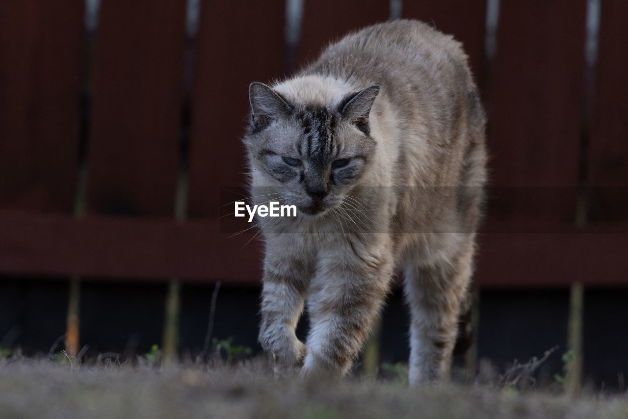 Lynx point cat stalking the yard with red fence background