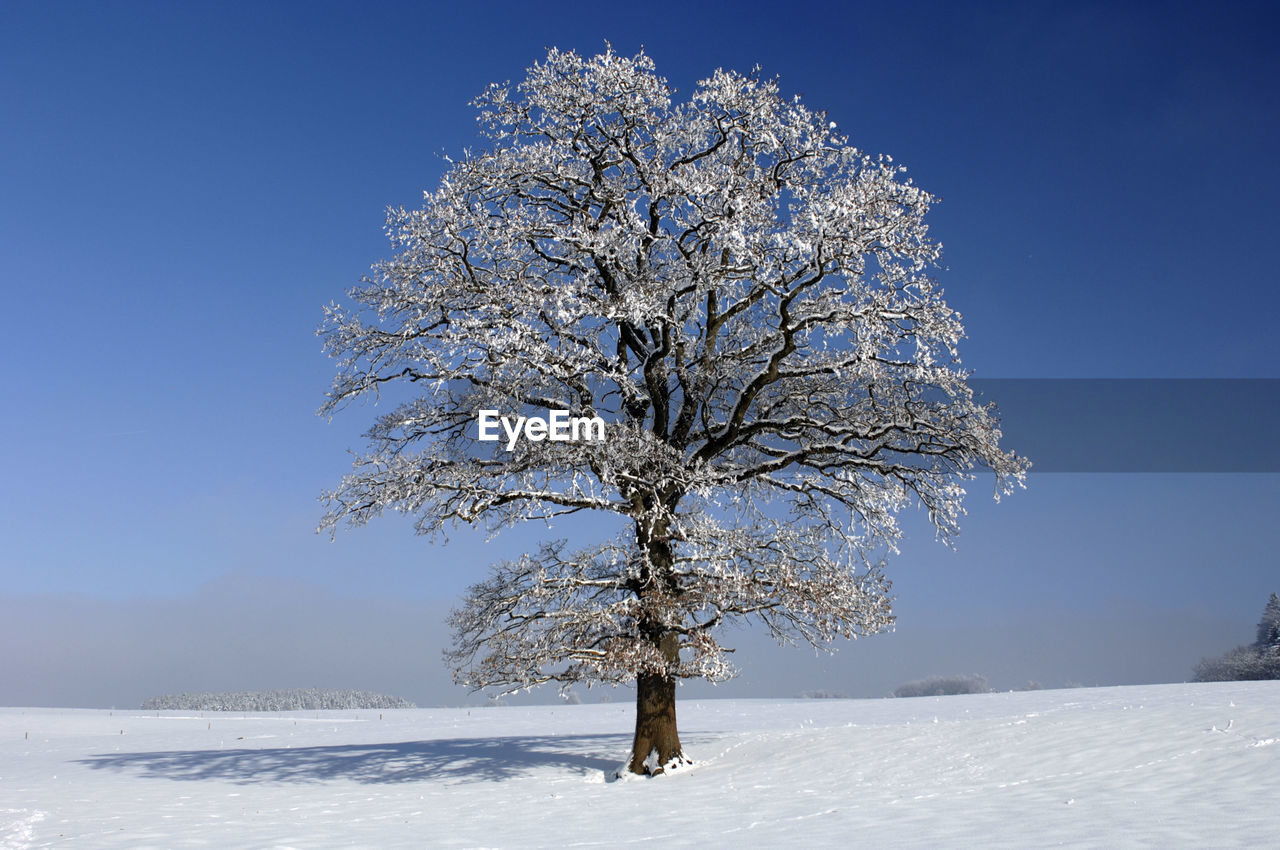 Tree on snow covered field against sky