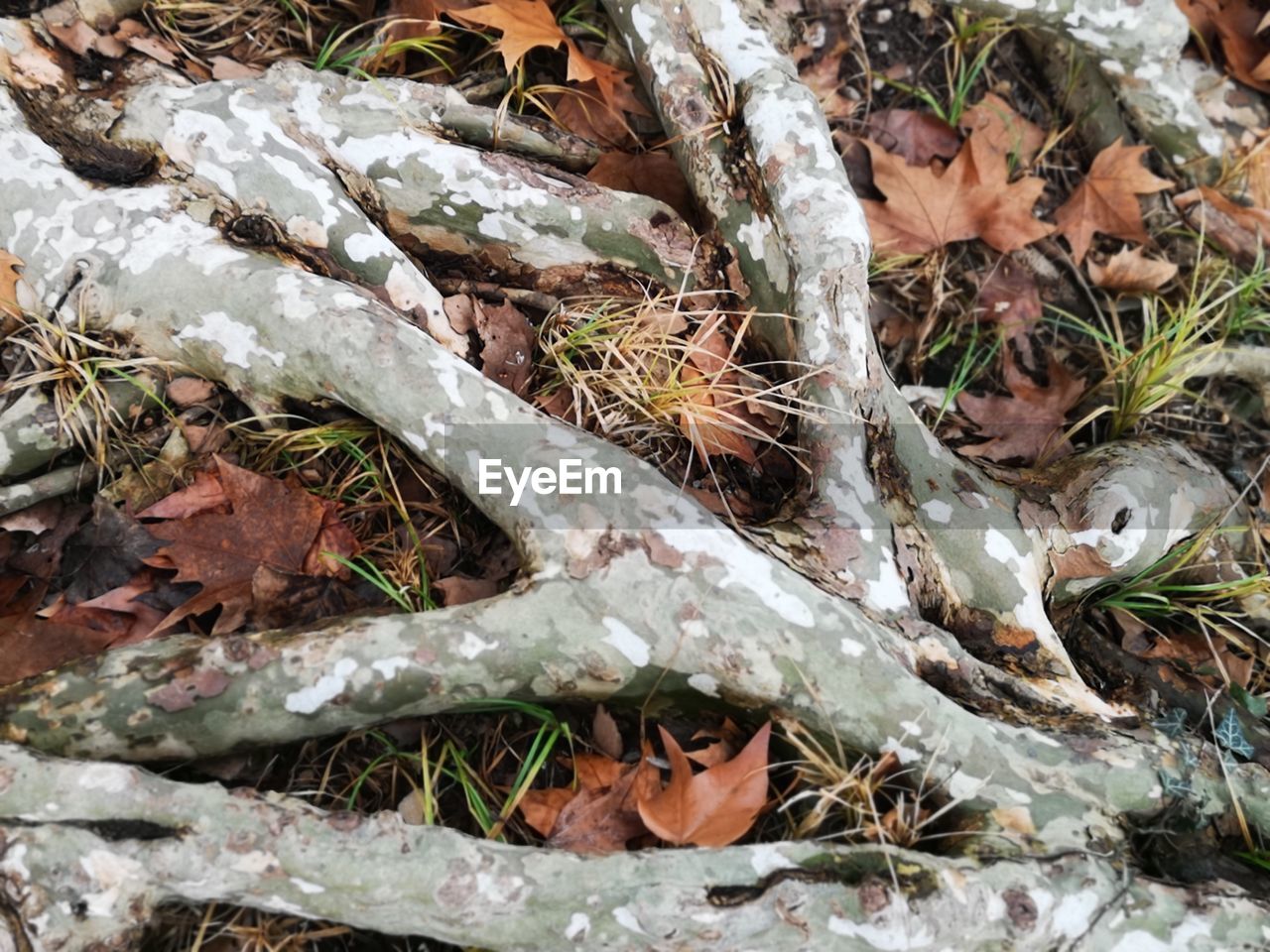 HIGH ANGLE VIEW OF DRY PLANTS ON FIELD