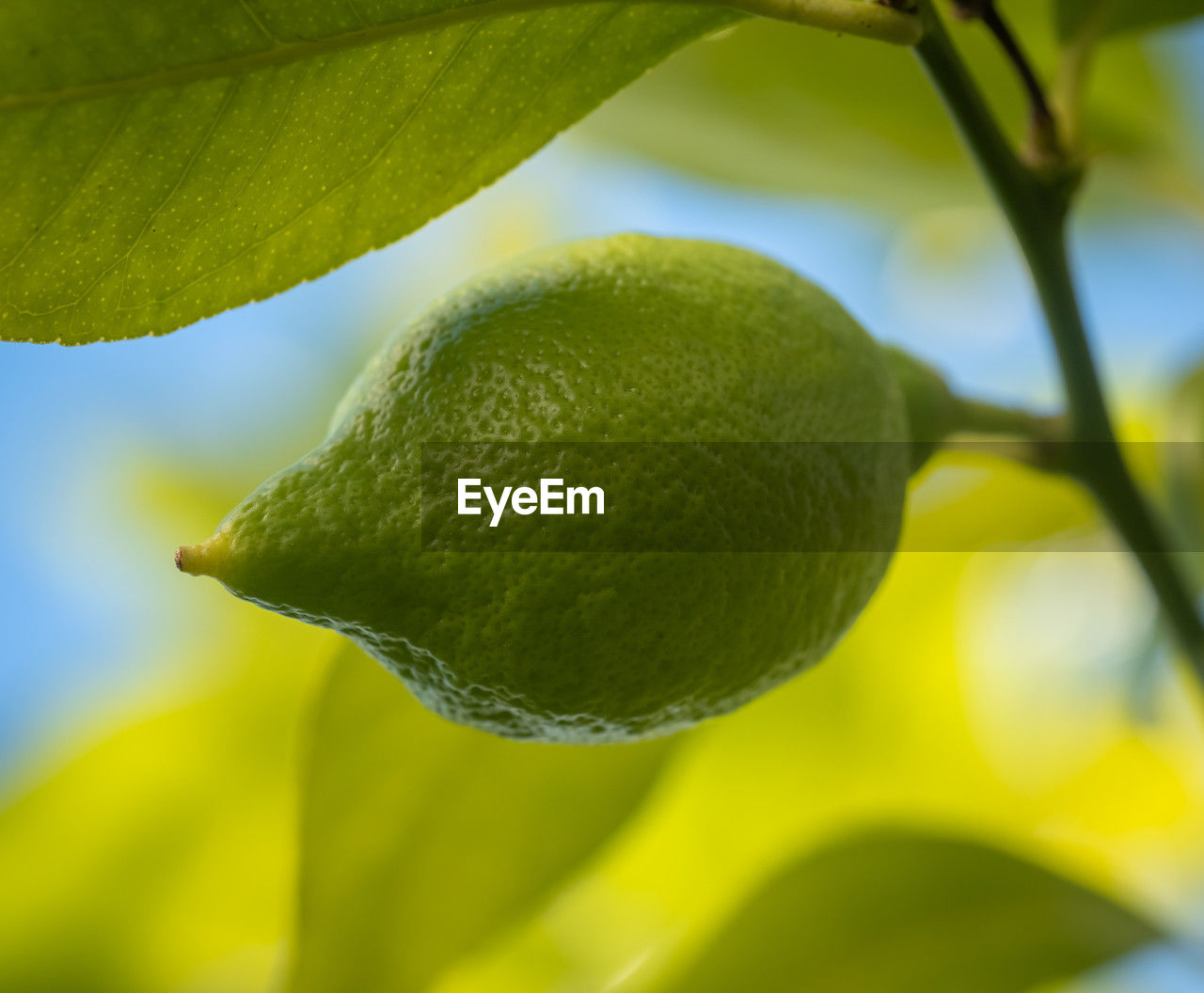 green, fruit, plant, food, yellow, food and drink, healthy eating, citrus, leaf, freshness, plant part, tree, close-up, macro photography, nature, growth, citrus fruit, lemon, no people, lemon tree, flower, produce, lime, fruit tree, focus on foreground, wellbeing, outdoors, citron, branch, sunlight, day, agriculture, beauty in nature