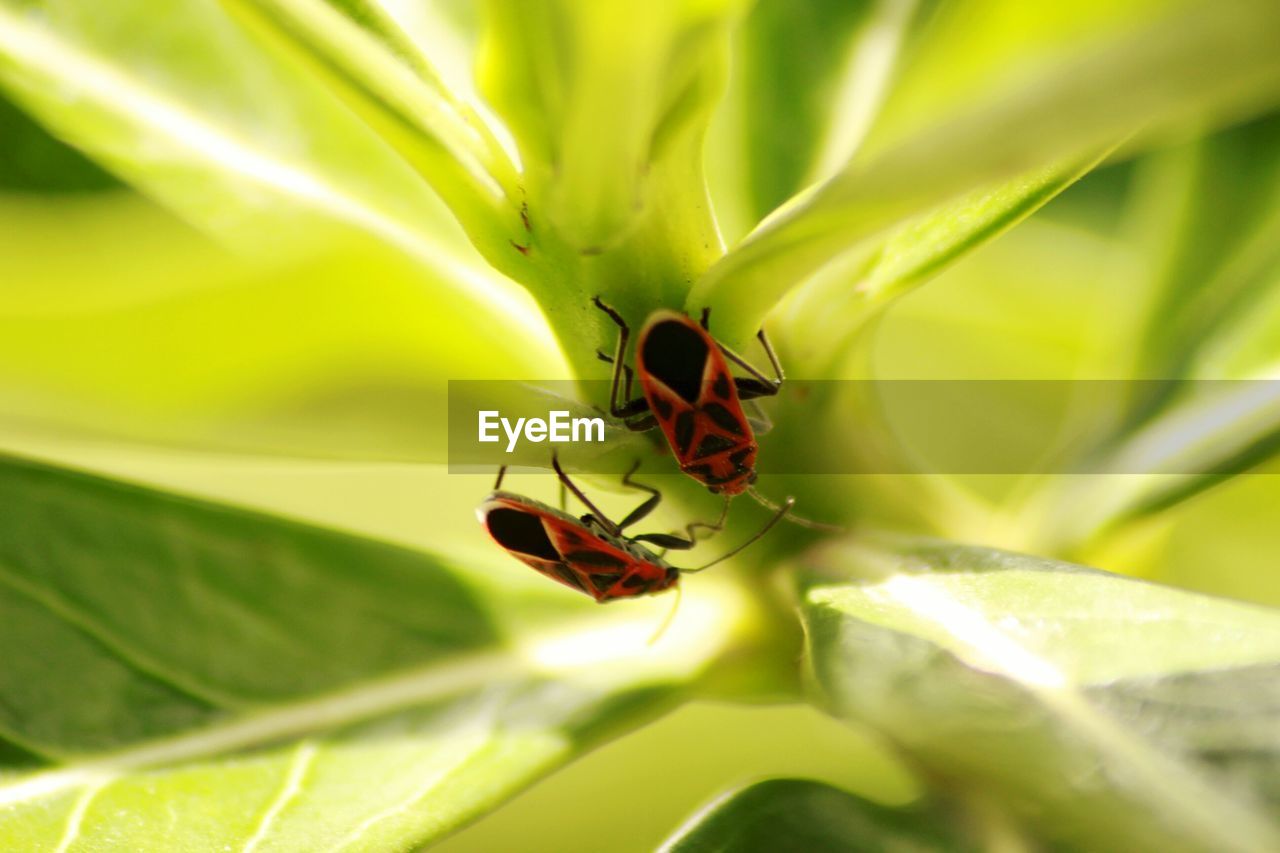 Close-up of insect on leaf