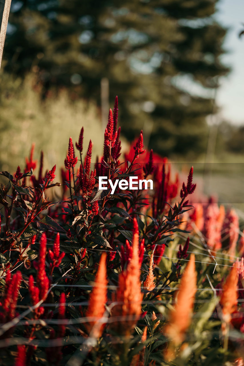 Close-up of red flowering plant on field