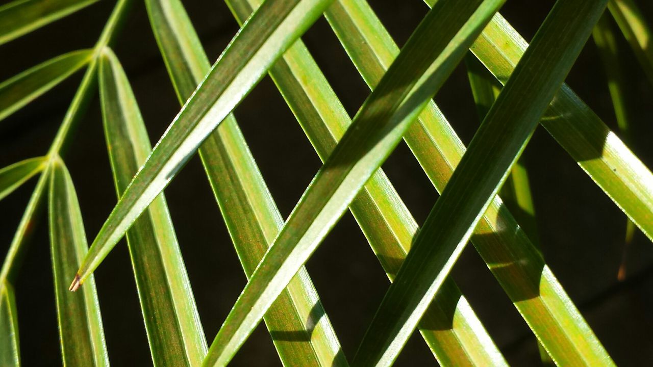 FULL FRAME SHOT OF LEAVES