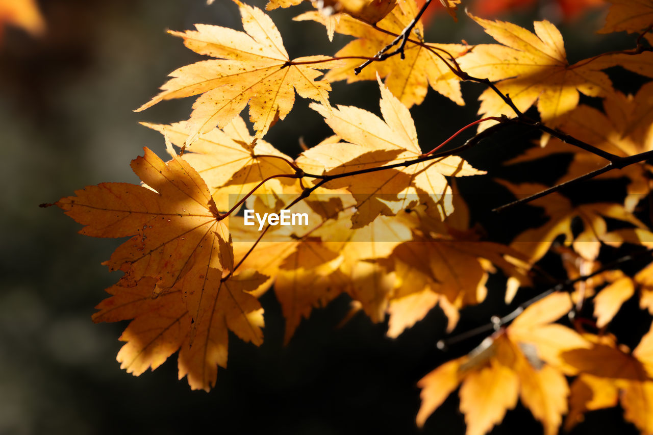 leaf, plant part, autumn, tree, nature, beauty in nature, plant, maple leaf, yellow, branch, maple tree, orange color, close-up, sunlight, maple, no people, outdoors, autumn collection, tranquility, focus on foreground, day, land, leaf vein, scenics - nature, environment, leaves, selective focus, fragility, backgrounds, dry, sky, natural condition