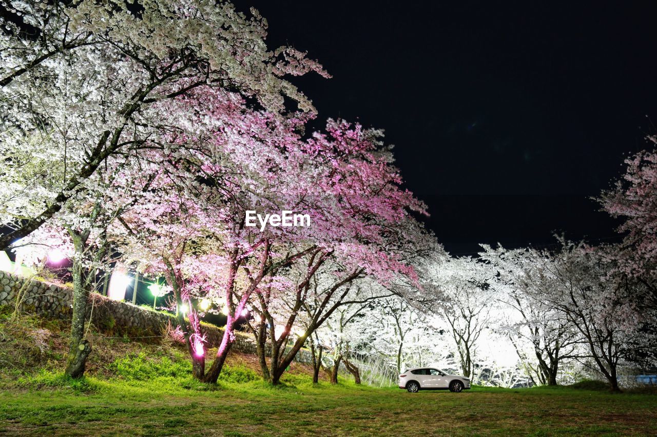 VIEW OF CHERRY BLOSSOM TREE AT NIGHT