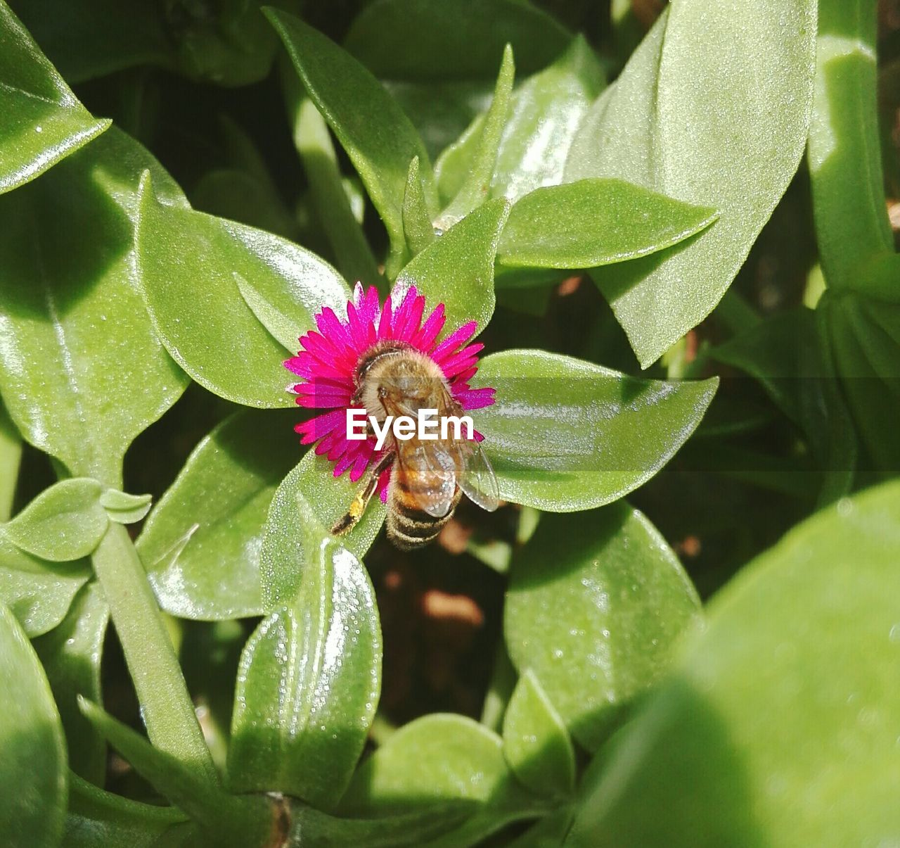 CLOSE-UP OF HONEY BEE ON FLOWER