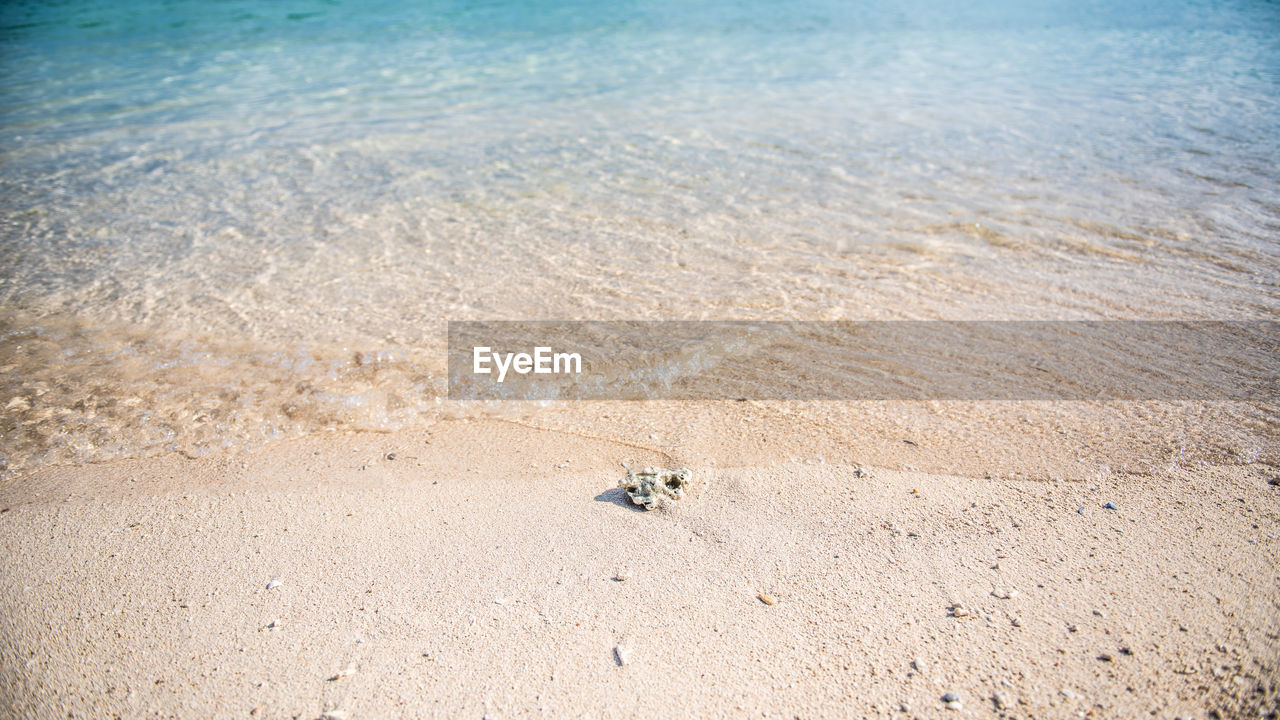 HIGH ANGLE VIEW OF CRAB ON SAND