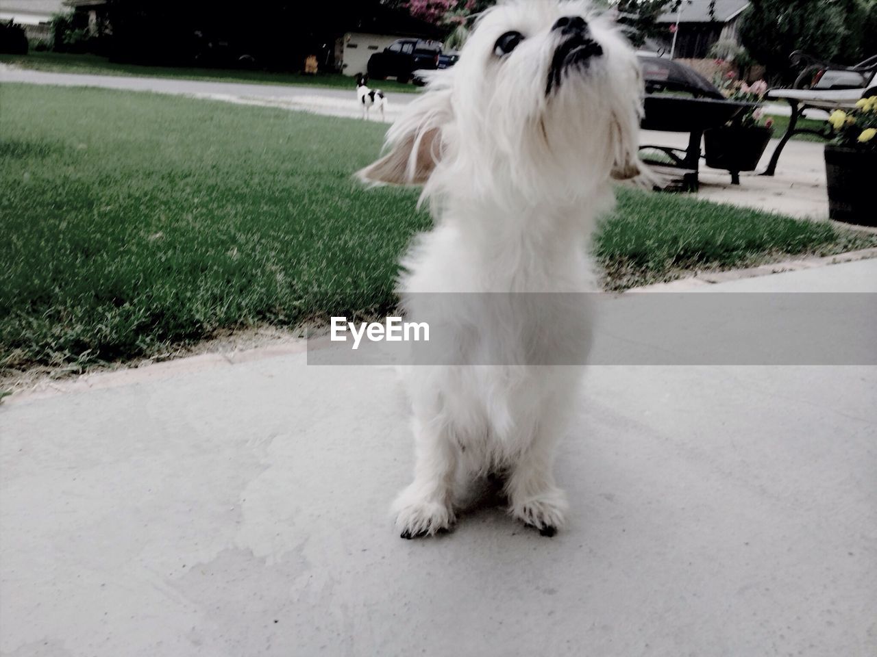 CLOSE-UP OF WHITE DOG