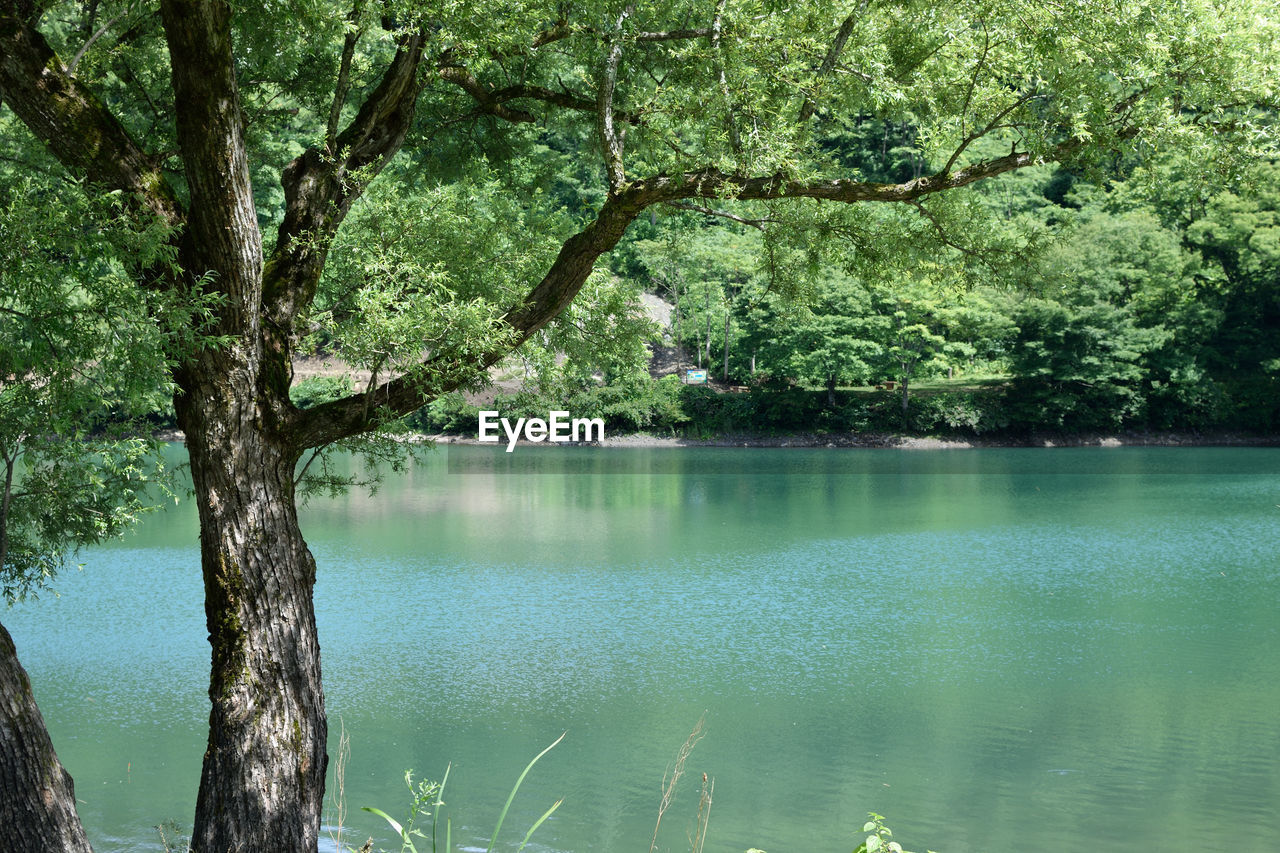 Scenic view of lake in forest