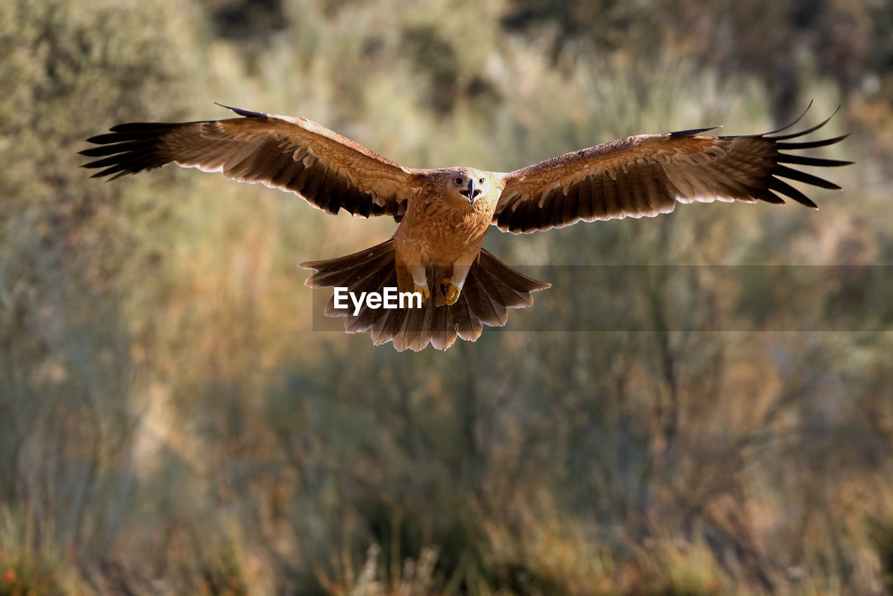 LOW ANGLE VIEW OF EAGLE