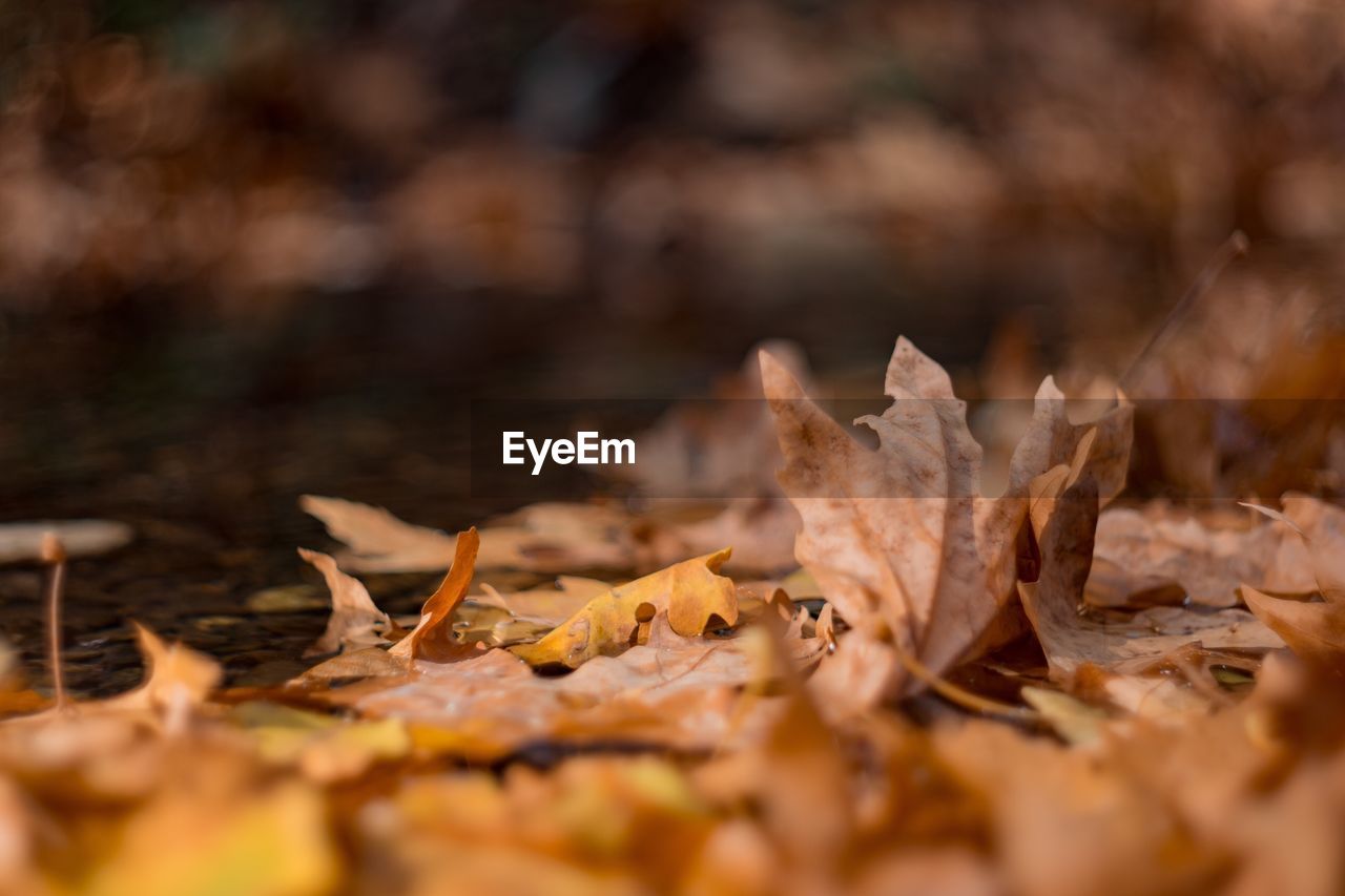 Close-up of dry autumn leaves