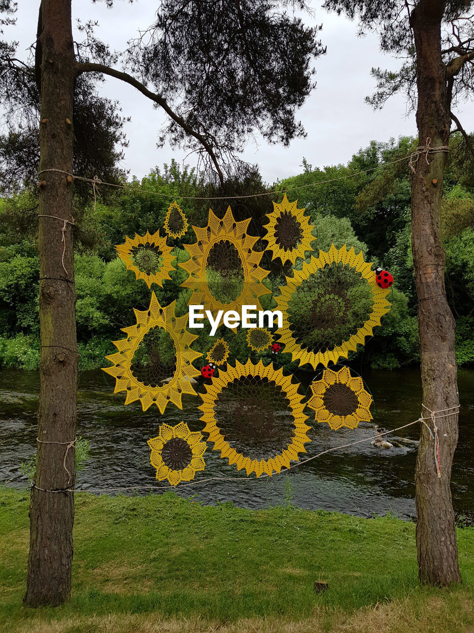 YELLOW FLOWER GROWING ON TREE TRUNK IN FIELD