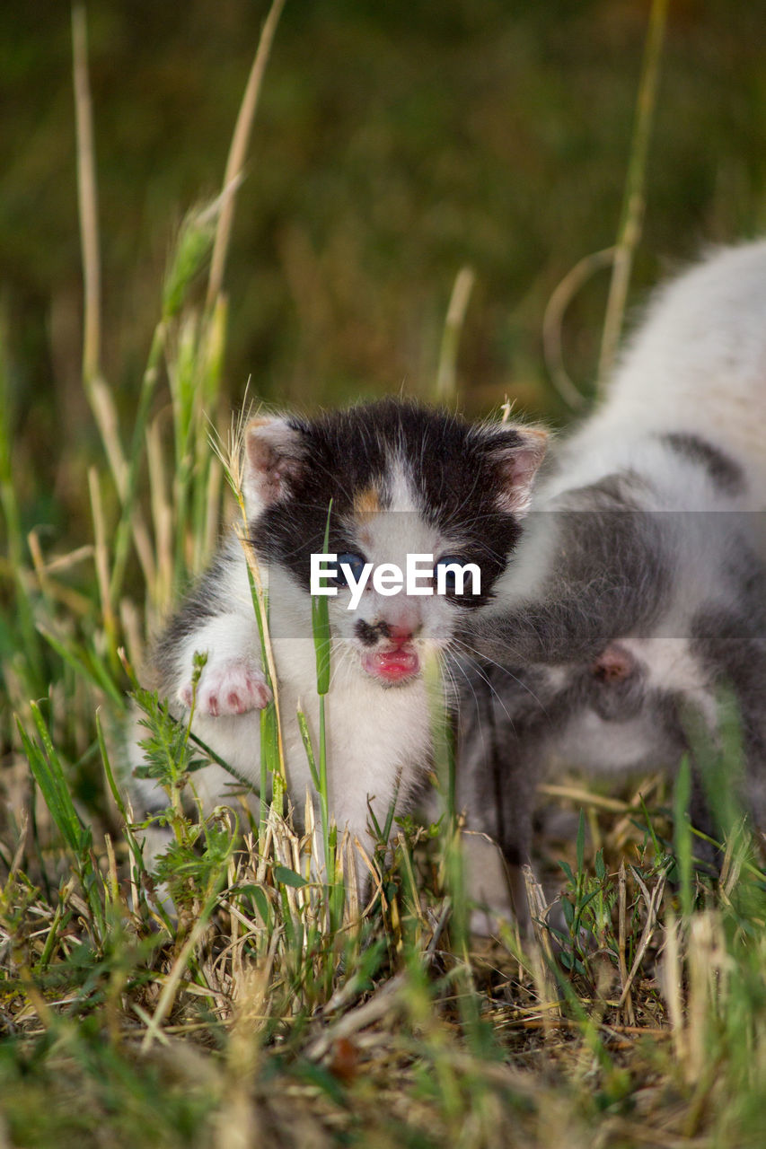 Close-up of cat lying on field