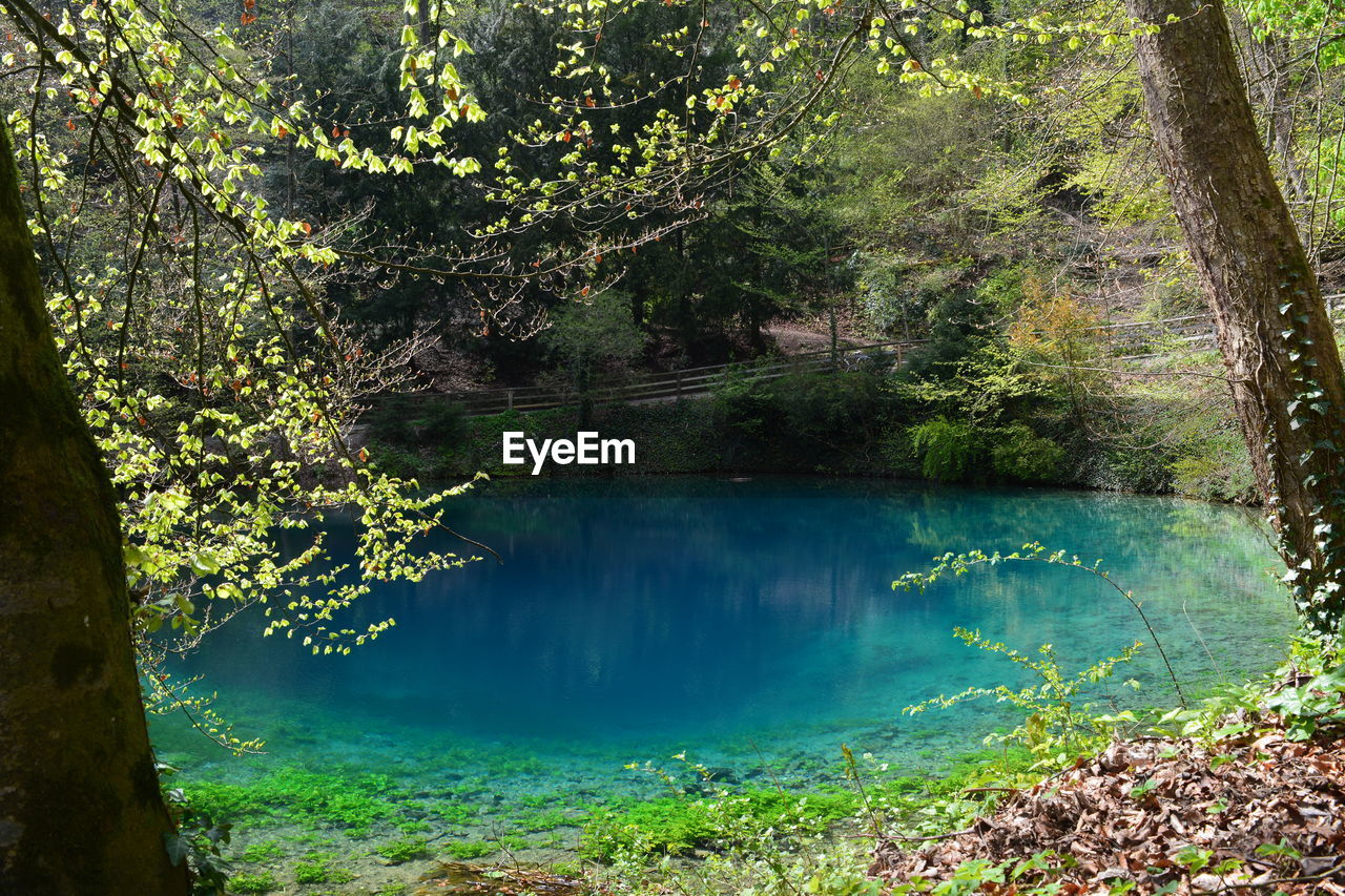 Scenic view of lake in forest