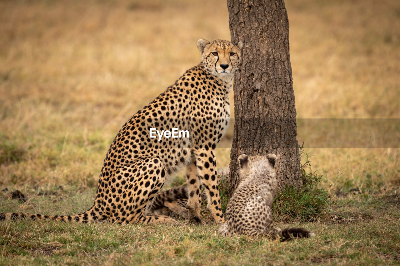 Cheetah sitting on field in zoo