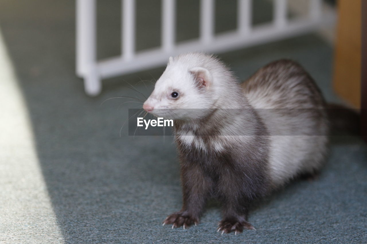 High angle view of ferret sitting on ground