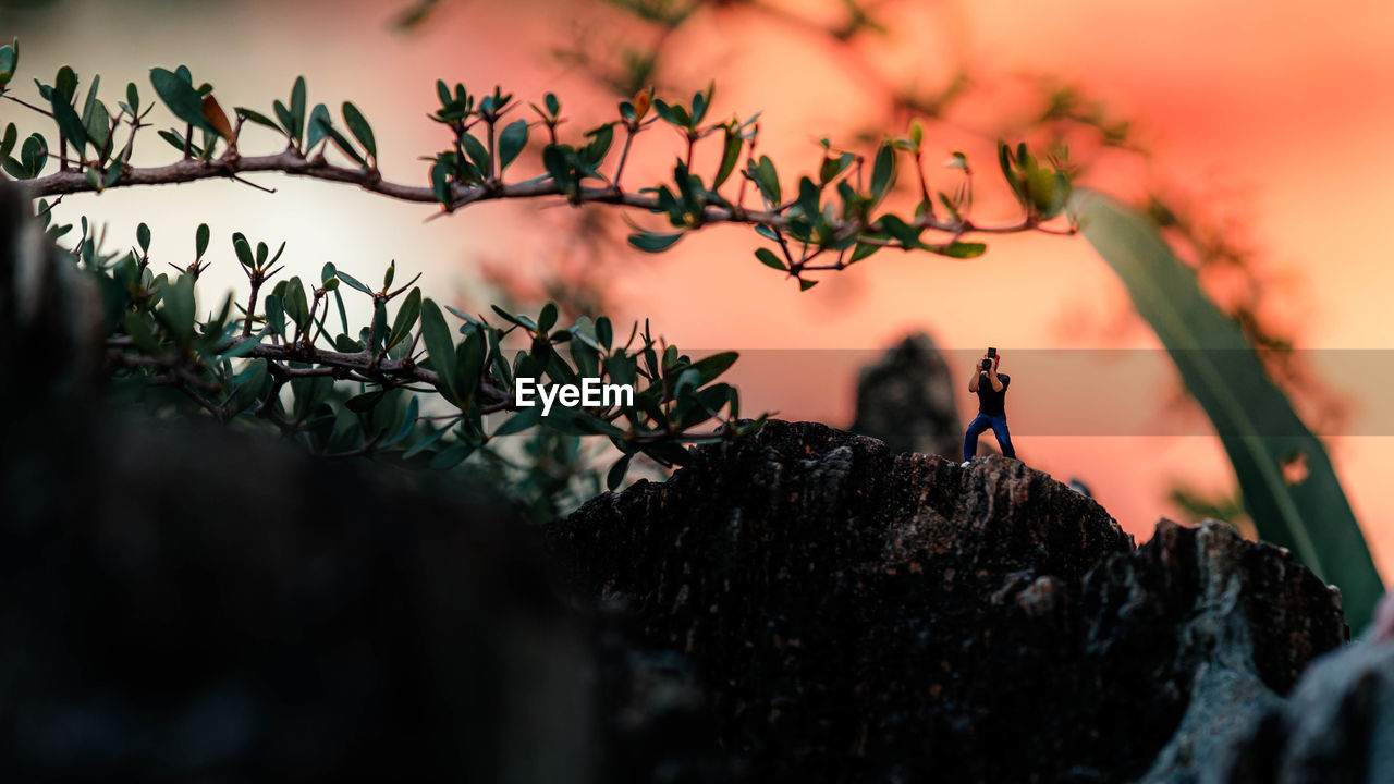 CLOSE-UP OF PLANTS AGAINST ROCKS DURING SUNSET