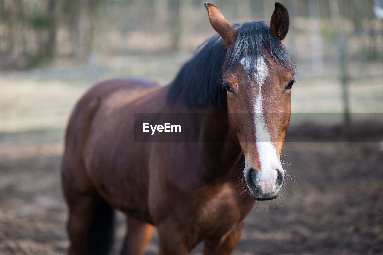 Close-up of brown horse