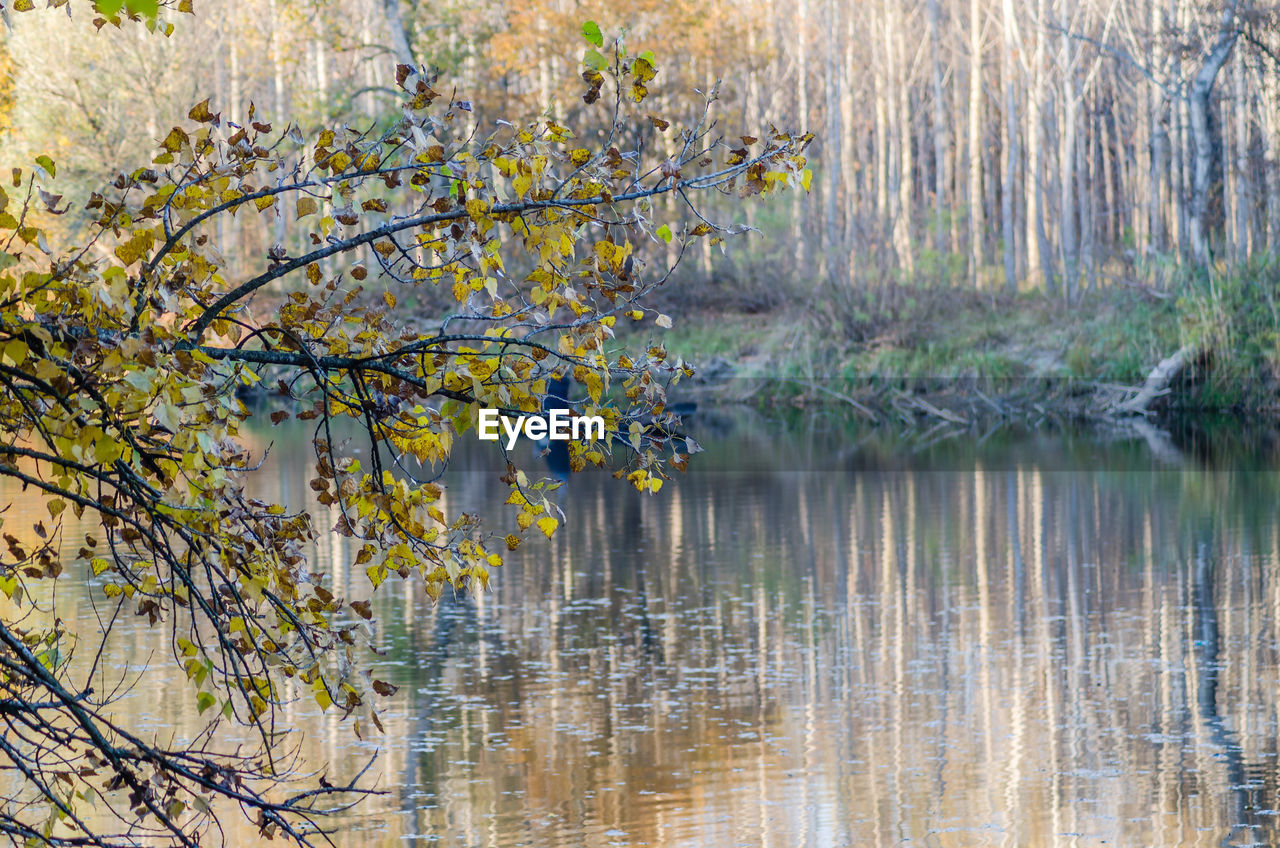 water, tree, reflection, plant, autumn, beauty in nature, nature, lake, tranquility, leaf, natural environment, scenics - nature, forest, branch, no people, tranquil scene, woodland, land, non-urban scene, environment, landscape, day, growth, wetland, outdoors, swamp, idyllic, flower, sunlight, remote, travel destinations