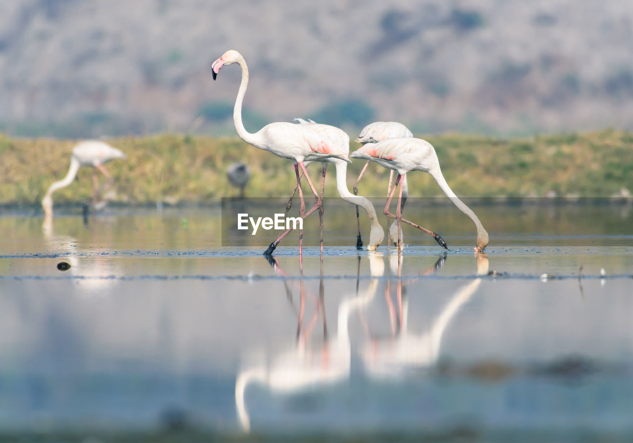 Birds on a lake