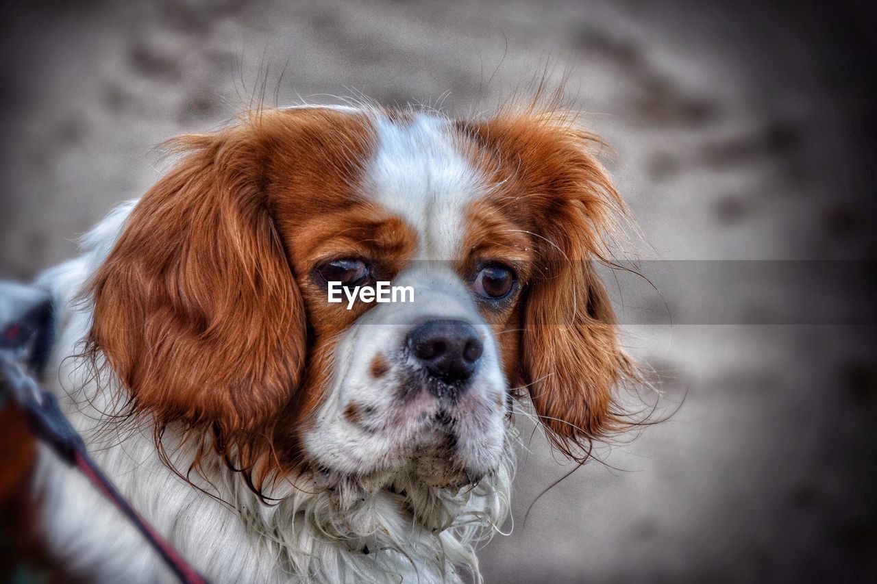 Close-up portrait of dog