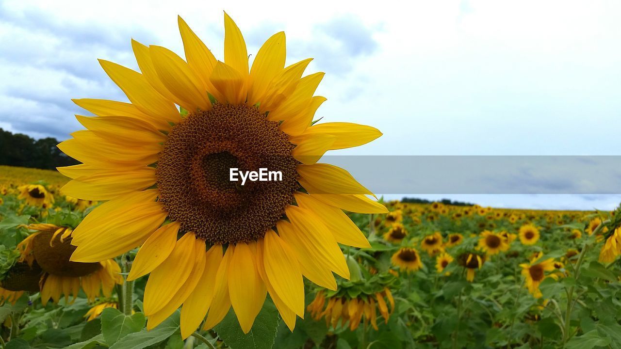 Close-up of sunflower blooming on field