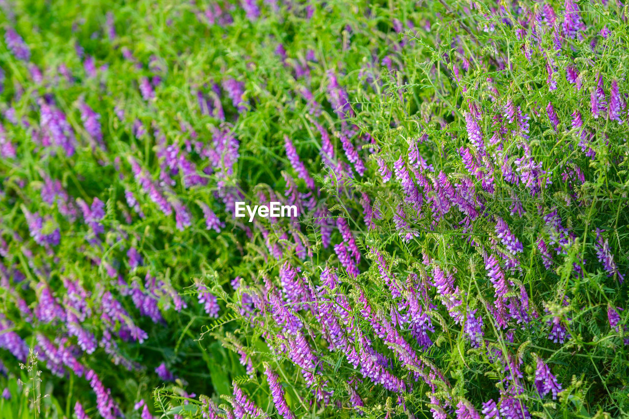 Close-up of purple flowering plants on field