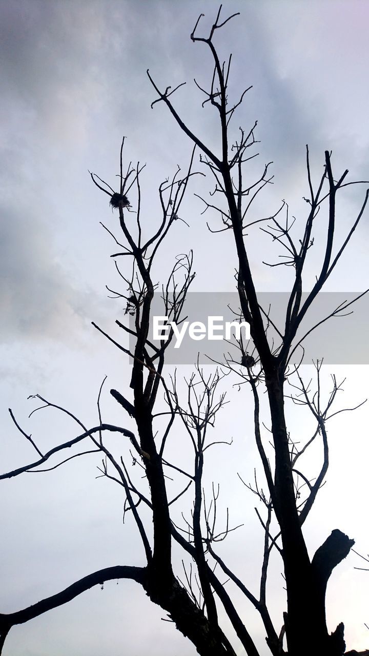 LOW ANGLE VIEW OF BARE TREE