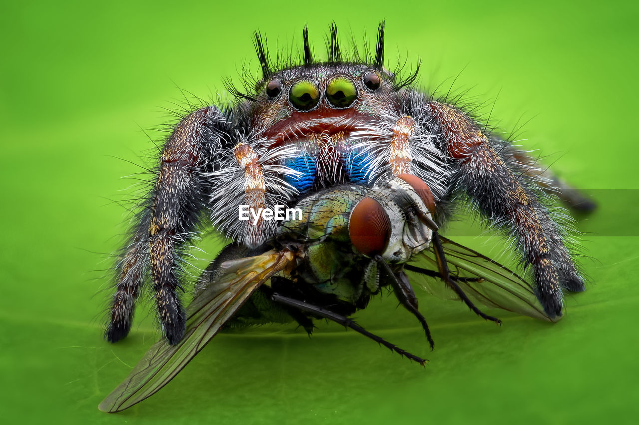 CLOSE-UP OF SPIDER ON WEB